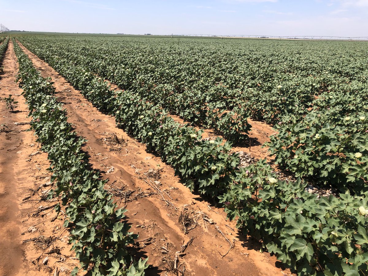 ccmac_OSU's tweet photo. #anthemflex labeled for layby applications in #cotton is competitively priced and provides superior residual control of pigweeds/Palmer Amaranth in cotton https://t.co/IzmcQcJ8NF