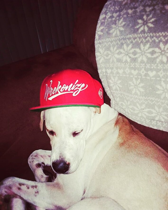 MonkeySaysWhat's tweet photo. And...
Need to wish Alpha
A HAPPY BIRTHDAY!!

My ALPHA would have
Been 2 today as well...

RIP ALPHA 💔

Forever in our hearts
Happy Birthday ALPHA!!

Forever a ^S^ Fan

@StrangeMusicInc 
@Wrekonize
@MAYDAYMUSIC https://t.co/td1JByUZCb