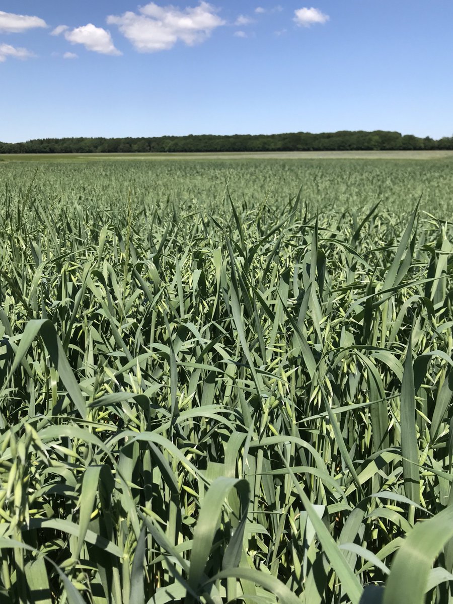 #solitude 
Organic farming at Det Grønne Museum. 
#MuseumsUnlocked