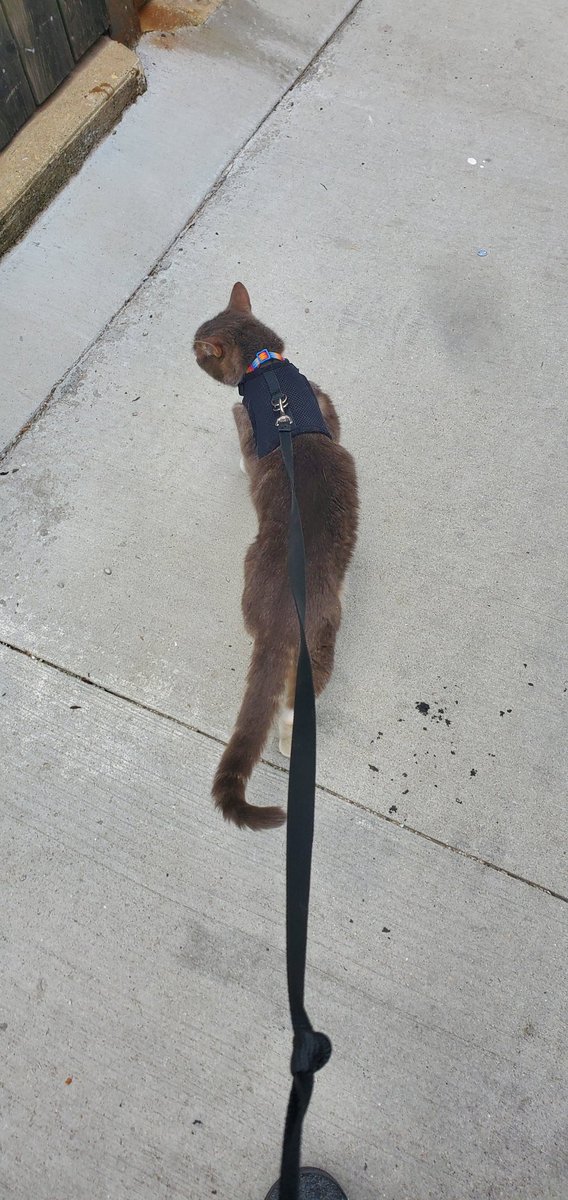 margueriteflora's tweet photo. I let my bro have my cat in Chicago even tho he’s outdoor cat. He kept escaping and getting feed by randos in wriglyville. So he got harness to take walks in https://t.co/hqQ9RRTZXQ