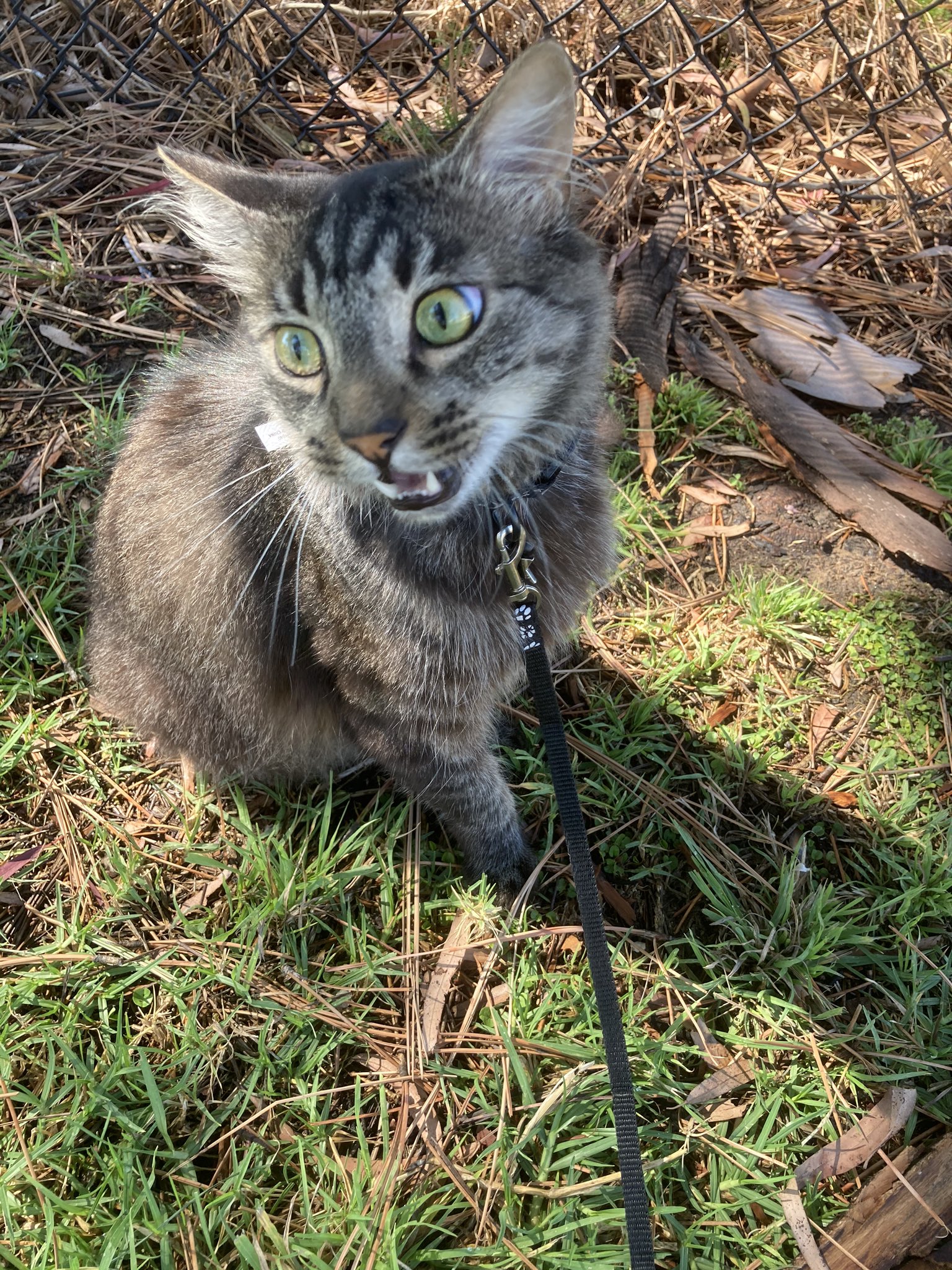 1 pic. Hi i wanna share some things that have made me happy this month. In no order, Vices by @dearmothica has been on repeat since 12:02am Taking my cat for walks in the park My new switch case @artisticatty Smoking weed by the pool Thank you for coming to my TED talk https://t.co/CgWQ4p9DZz