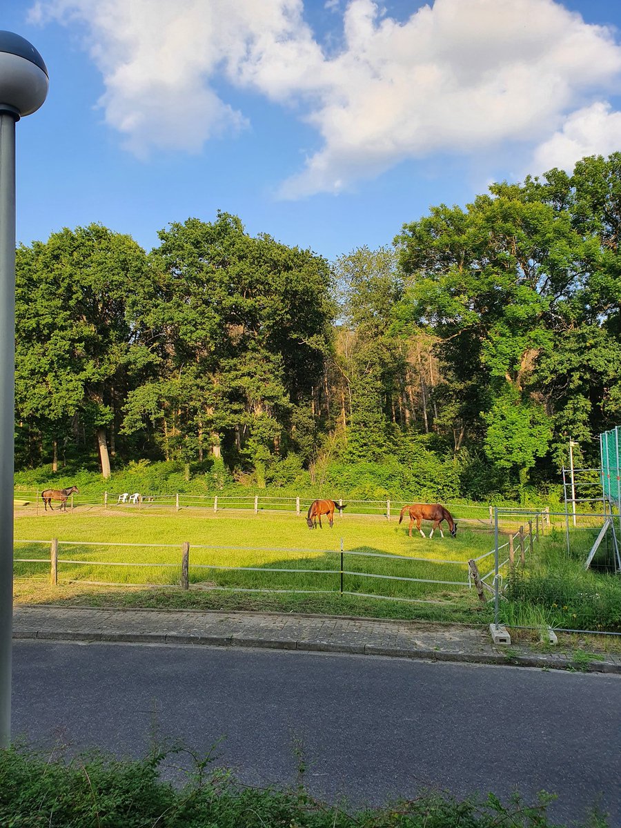 Jag är hästar utanför fönstret. Det var allt.