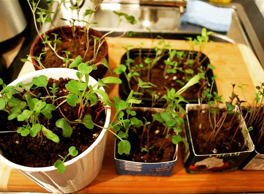 Food Insecurity Friday: Getting Started with Your Apartment Garden 🥬🥒🌶🥕
There are many different ways that you can grow food in your home!

Seed packets will be available from the UM Food Pantry! Cheers to the start of sustainable access to fresh produce!