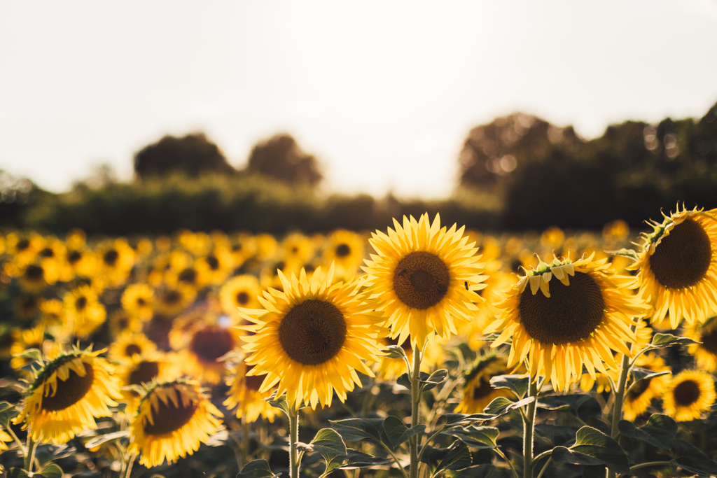 EasyGardenLife_'s tweet photo. Sunflowers 🌻
- Blooms during summer
- Most varieties are drought and heat tolerant
- Attracts bees, birds, and butterflies
- Thrives in full sun
- Tolerates most soil types (except water-logged)
- May require support to prevent breakage https://t.co/DX2zODUxX8