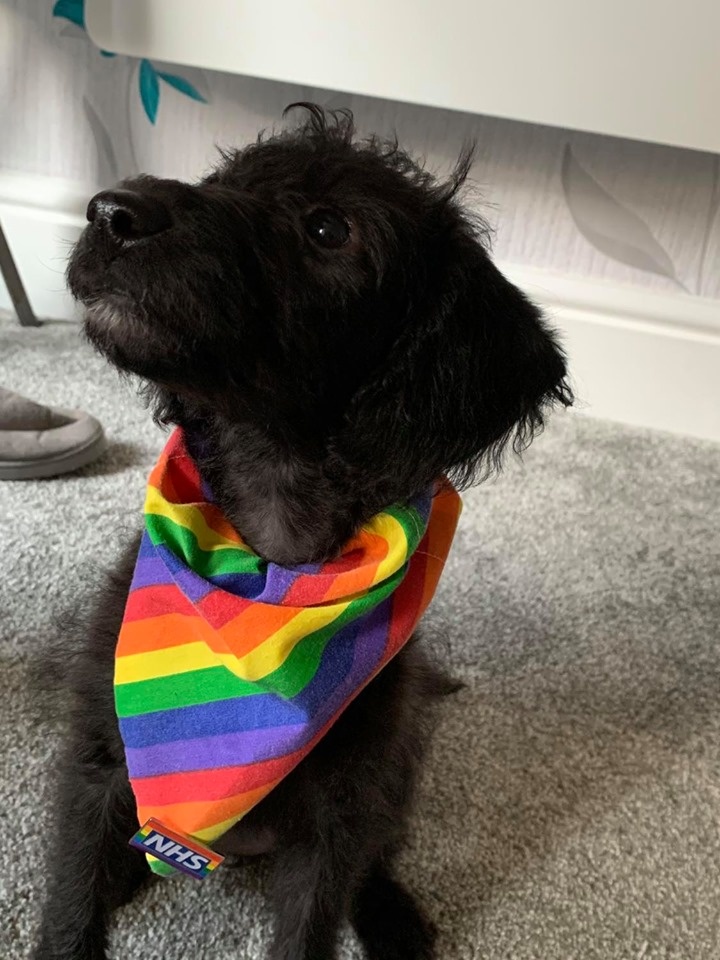 BlackpoolHosp's tweet photo. It's not just humans that support our #LGBT+ community! Here are Muriel and Mabel with their #Pride neck wear complete with #NHSRainbowBadge! 🏳️‍🌈 #NHSVirtualPride #BTHVirtualPride @LGBTatBTH 🐶 🌈 https://t.co/XxP73ZEajK