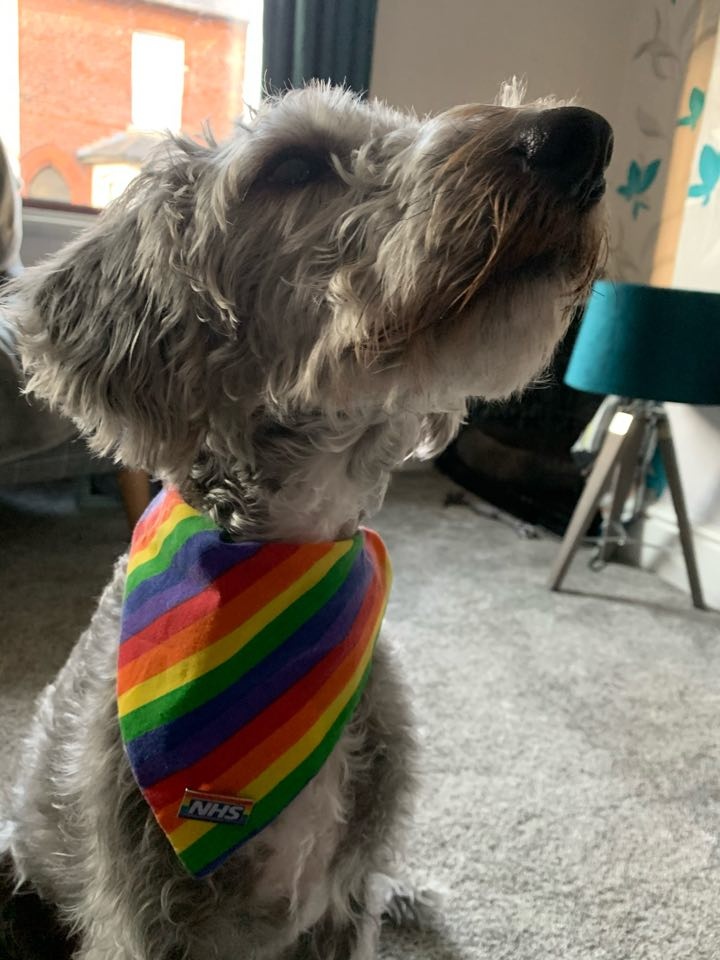 BlackpoolHosp's tweet photo. It's not just humans that support our #LGBT+ community! Here are Muriel and Mabel with their #Pride neck wear complete with #NHSRainbowBadge! 🏳️‍🌈 #NHSVirtualPride #BTHVirtualPride @LGBTatBTH 🐶 🌈 https://t.co/XxP73ZEajK