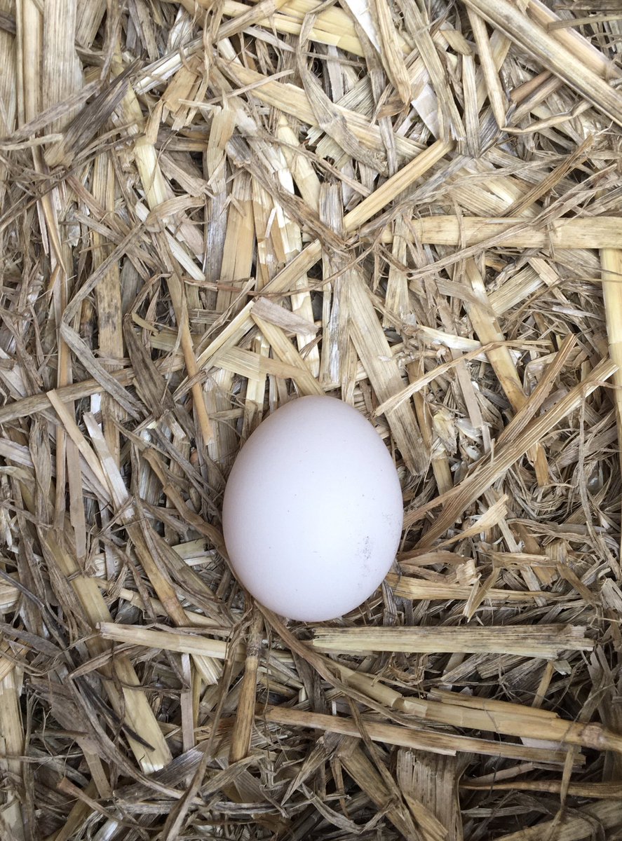 #solitude 
Egg, The Henhouse, Det Grønne Museum
#MuseumsUnlocked
