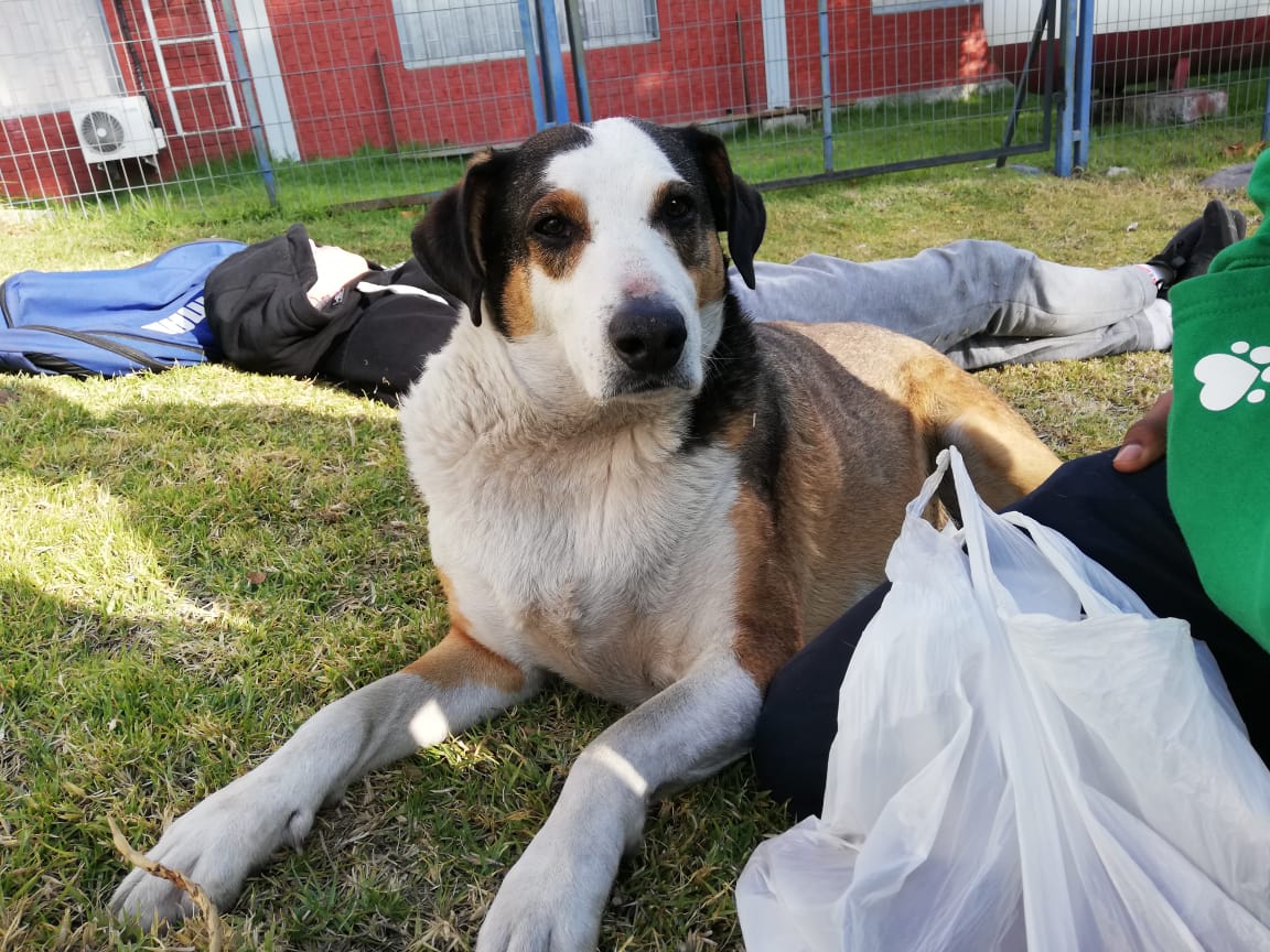 Benito de escapó de su hogar temporal 😭
Fué visto por última vez en bariio Bellavista. Si lo ves, POR FAVOR RETENLO y escríbenos!!!!!