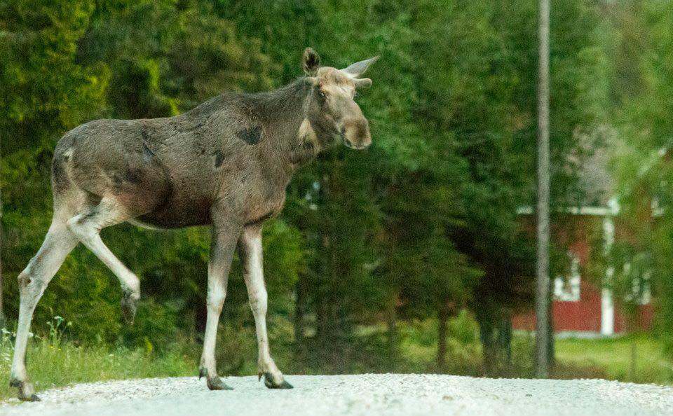 WildSweden tweet media