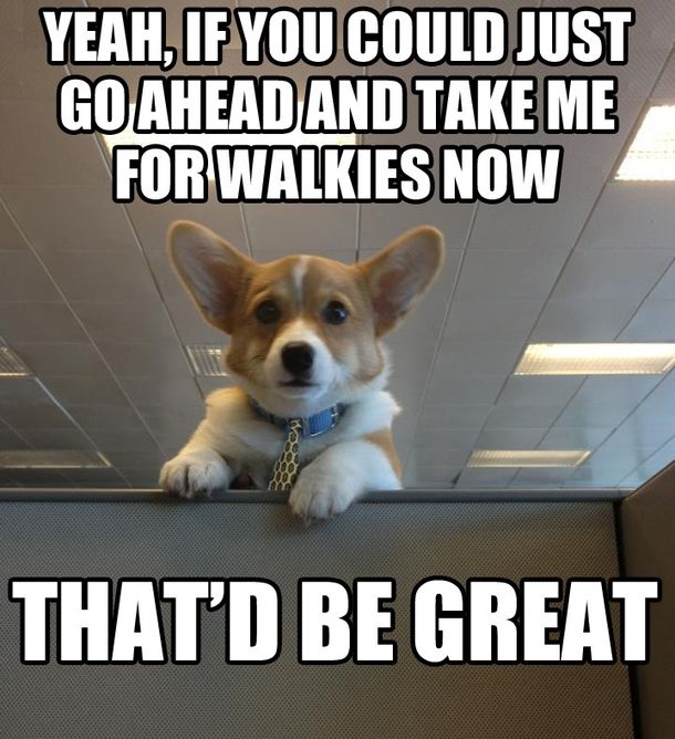 It's take your dog to work day! Are you at home with your furry coworkers, or did they come to the office with you today? ow.ly/K4Vi50AiXsx #cleartheshelters #dog #furrycoworkers #Friday #TGIF #goodboy