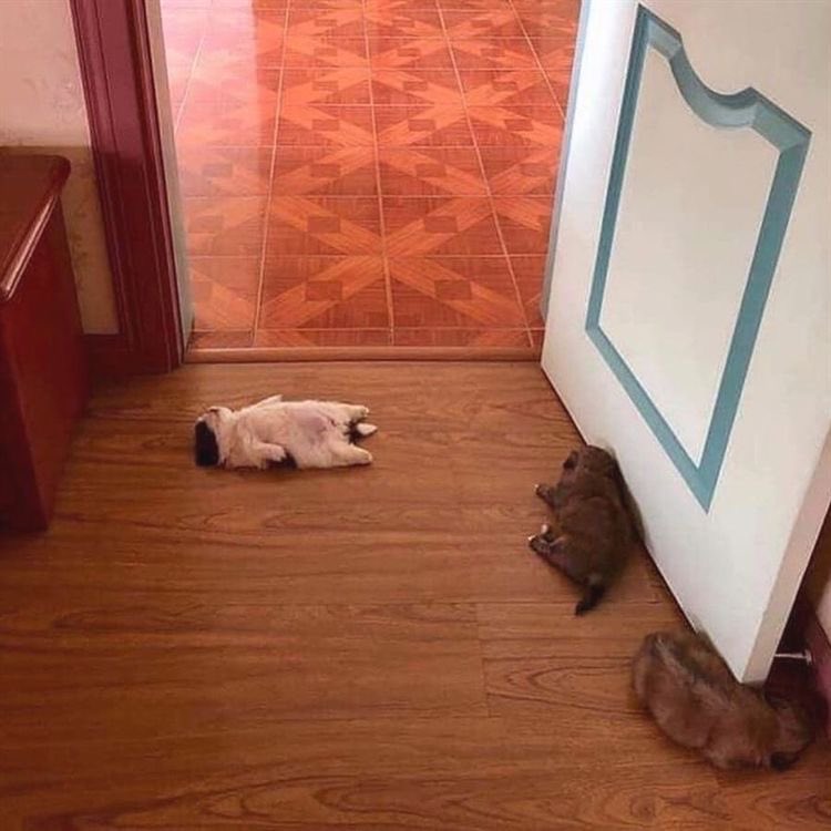 kenzhadley's tweet photo. tiny pups,, on the floor https://t.co/6SU6ZecVk3