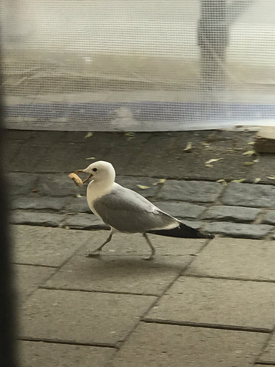 riri_chad's tweet photo. Seagulll, måke, mouette🕊 https://t.co/Bg3VZIyCmY