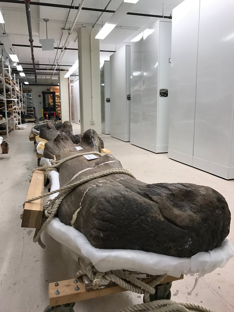 atlasobscura's tweet photo. Fossilized Brachiosaurus bones are stored in @fieldmuseum’s oversize fossil vertebrate collection space. 🦕 Big bones live here! #WonderFromHome https://t.co/UUeRc9LK2x