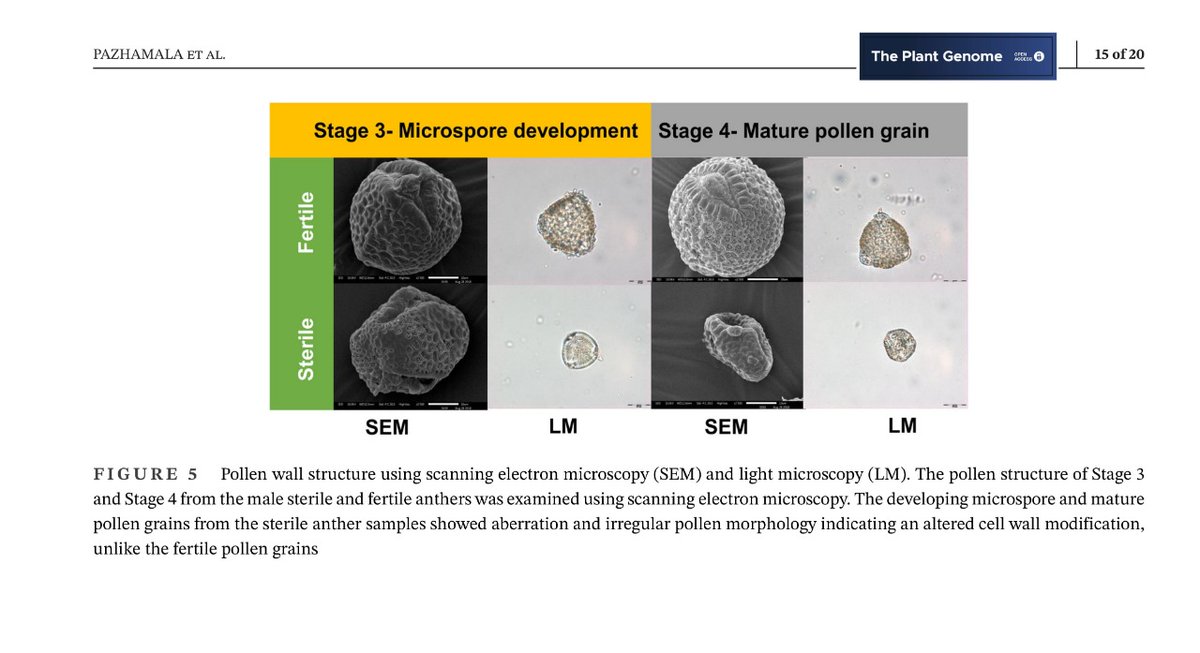 ArindamGhatak10's tweet image. Magic of #pollendevelopment: Unravelling molecular mechanism using #multiomics approach in #pigeonpea for developing two-line hybrid system to support breeding. Thank you @rajvarshney @lekha_padmaram @Anuchitikineni @palak3129 @WeckwerthWolf for this wonderful collaboration.