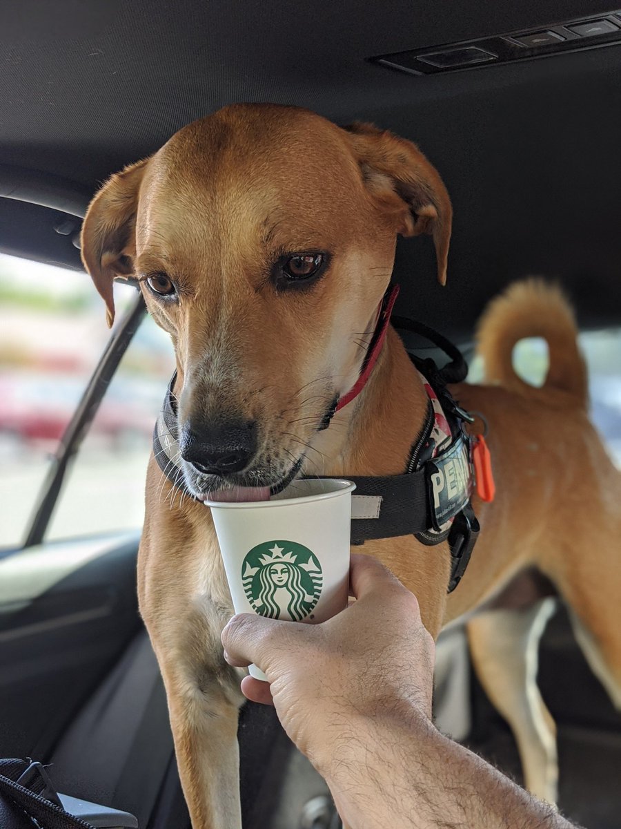 TTPMPets's tweet photo. Happy #NationalTakeYourDogToWorkDay!!! A bit easier this year since work is at home!! 🏡❤️ https://t.co/IUUdg7hMkG