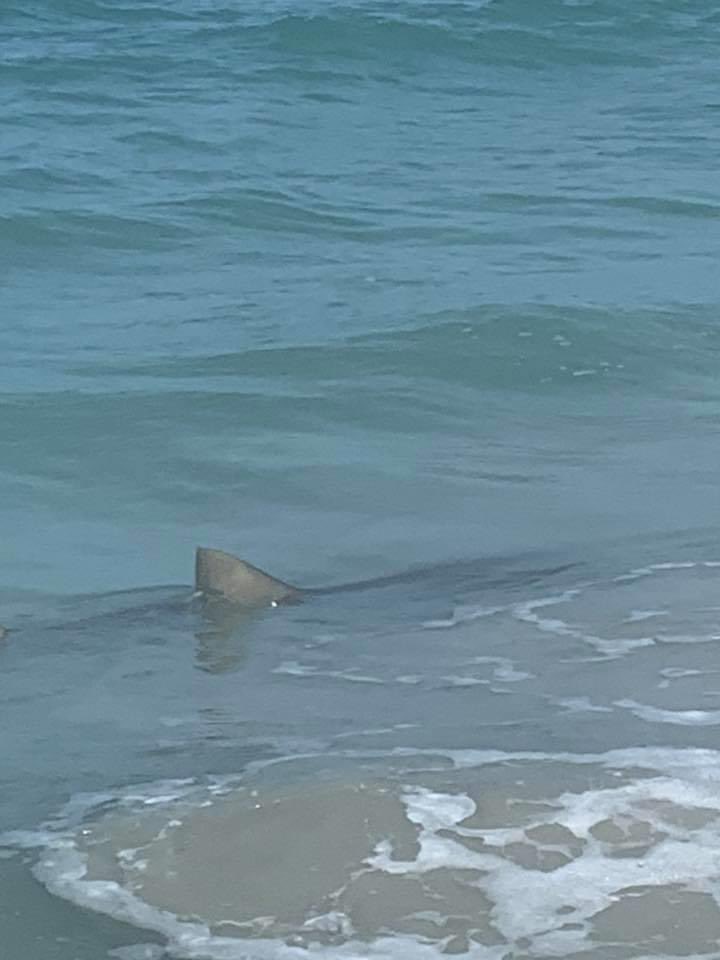 Finished 3rd at WFC losing to only Tampa Mustangs-TJ and Gainesville Gold who play tomorrow for this 🛳.  Now heading to the 🏖 and hoping we don’t get scared out of the water  again this year by a 🦈.  <a href="/USSSAFastpitch/">USSSA Fastpitch</a> <a href="/usssaspacecoast/">USSSA Space Coast</a> <a href="/ExtraInningSB/">EXTRA INNING SOFTBALL</a> @FloSoftball