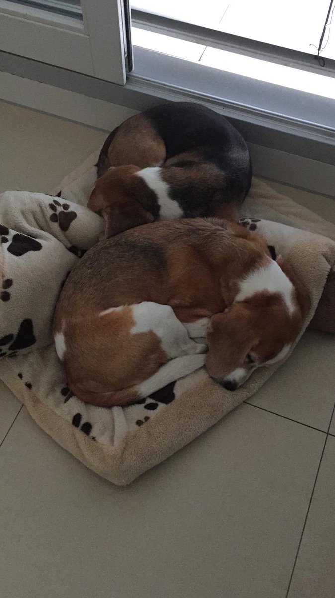 Gnu Meine Mutter Sendet Mir Regelmassig Bilder Von Unseren Hunden Ich Muss Gestehen Dass Die Bilder Immer Gleich Aussehen Wsh Sind Sie Schon Langst Tot T Co Tququxzhpb