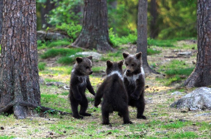 smallthieves's tweet photo. fuck it. baby bears in the forest https://t.co/FgvyWwvNPG
