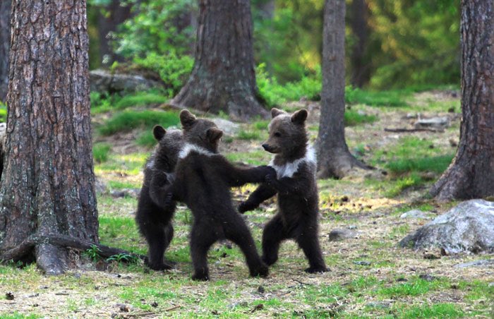 smallthieves's tweet photo. fuck it. baby bears in the forest https://t.co/FgvyWwvNPG