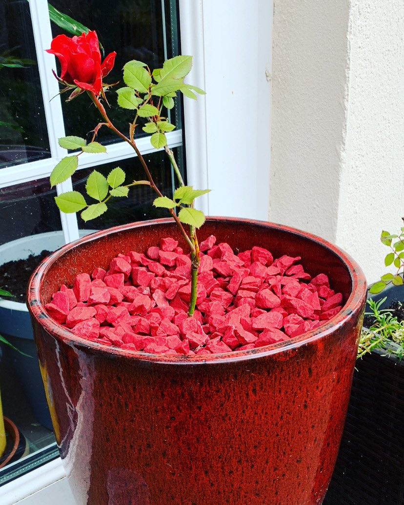 Gardenfx1's tweet photo. Coloured stone..... now in stock!   Many colours available #plantpots #garden #gardenlife #Stones https://t.co/SDBrXbjttP