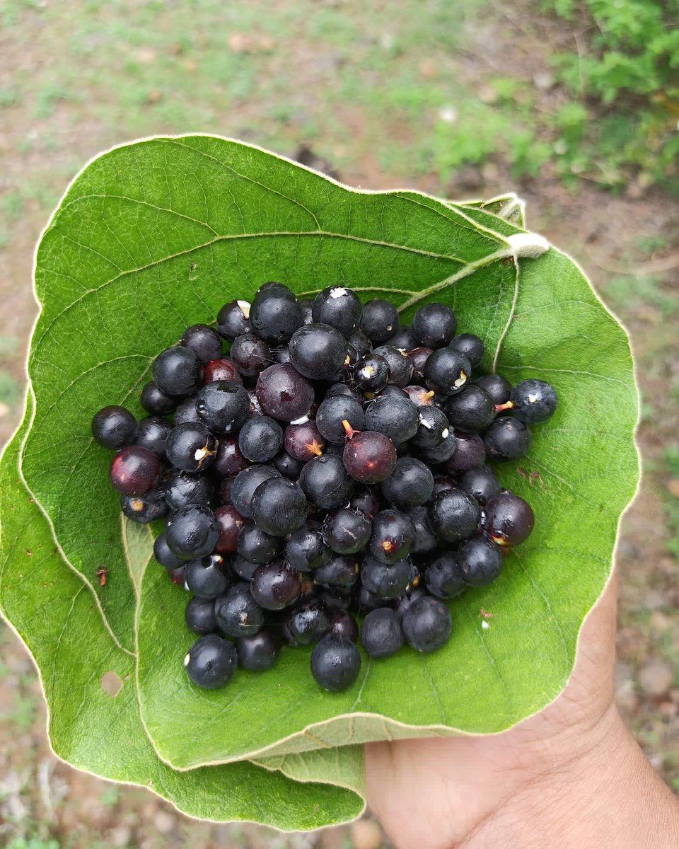 AugustMe_31's tweet photo. Making your own bowl to filling it with such a delicious fruit, I am really blessed that my village still has all these to offer 🤩😍
Thanks to the people living here for saving the nature for future generation.
#Palda #Neemuch #Madhyapradesh #India #Karonde #Nature https://t.co/HHTZAzMfRw