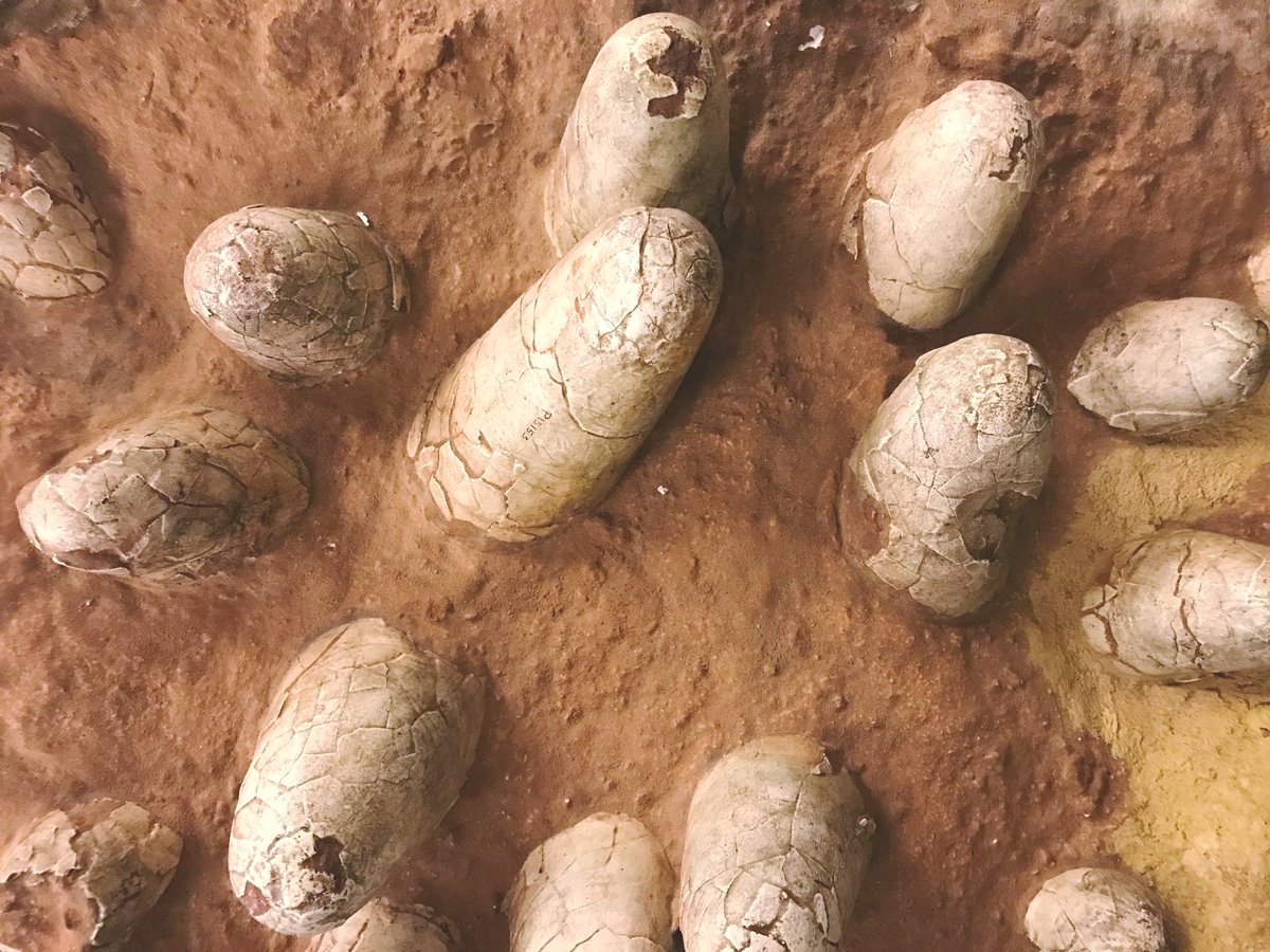 atlasobscura's tweet photo. In addition to fossilized bones, @fieldmuseum has other evidence of dinosaurs. 🔍 Isn't this fossilized dinosaur nest eggceptional?! These Oviraptor eggs gave scientists insight into their brooding habits. #WonderFromHome https://t.co/ko1iGnPCPX