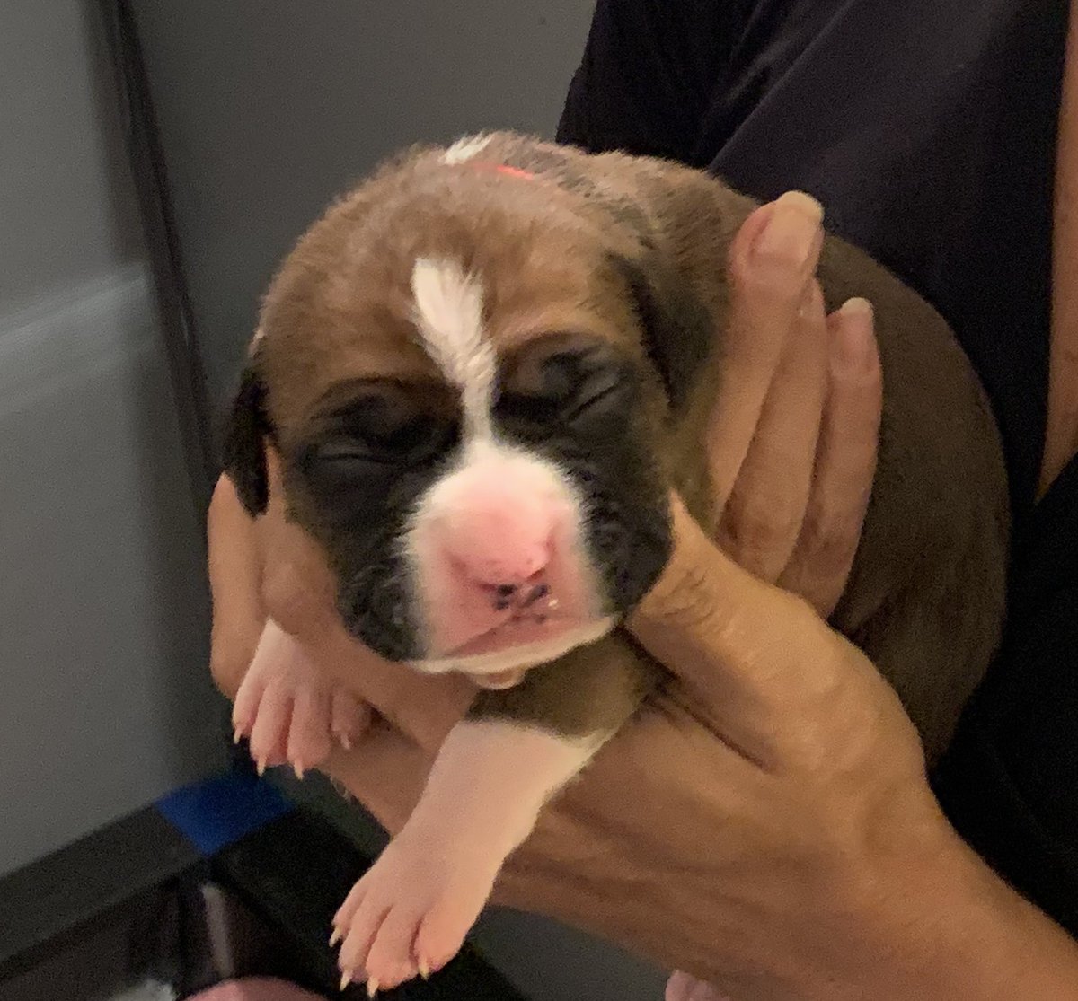 Taking a break from the end of the world to meet my new Boxer puppy Buttercup❤️ she is just 8 days old. ⁦<a href="/BoxerDogUnion/">BoxerDogs</a>⁩ ⁦<a href="/BoxerBond/">Boxer Fan Page</a>⁩ ⁦<a href="/OwnedByaBoxer/">Owned by a Boxer</a>⁩