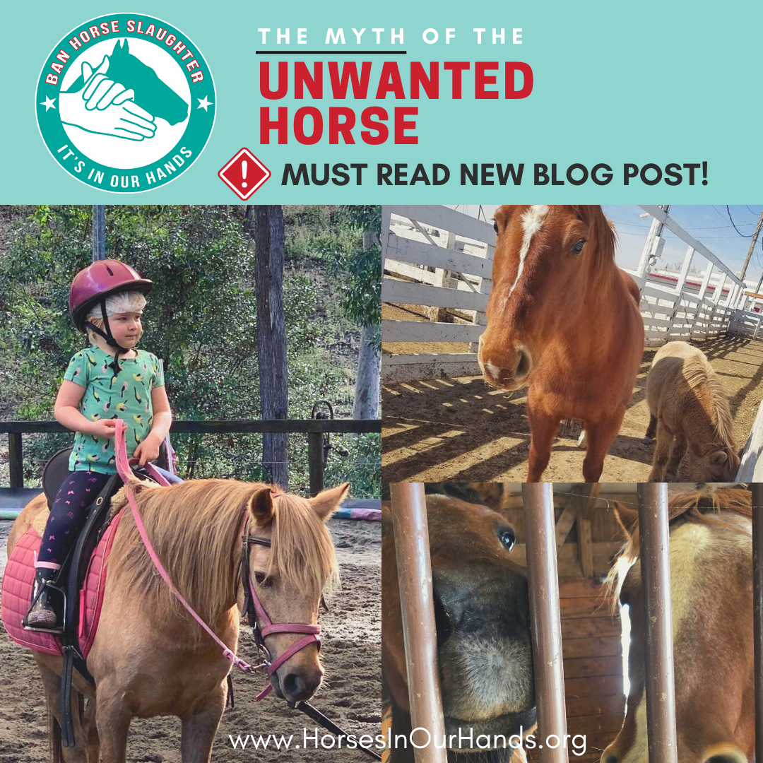HorsesInOurHand's tweet photo. "The Myth of the Unwanted Horse" is the latest Herd on the Hill blog from the #IOHAF DC team. It dispels the tired myth of "unwanted horses" and what happens to those not slaughtered once we pass the #SAFEAct. #BanHorseSlaughter #HerdontheHill #Yes2SAFE
https://t.co/56iQ8C6Iwt https://t.co/MYnb57Ovau
