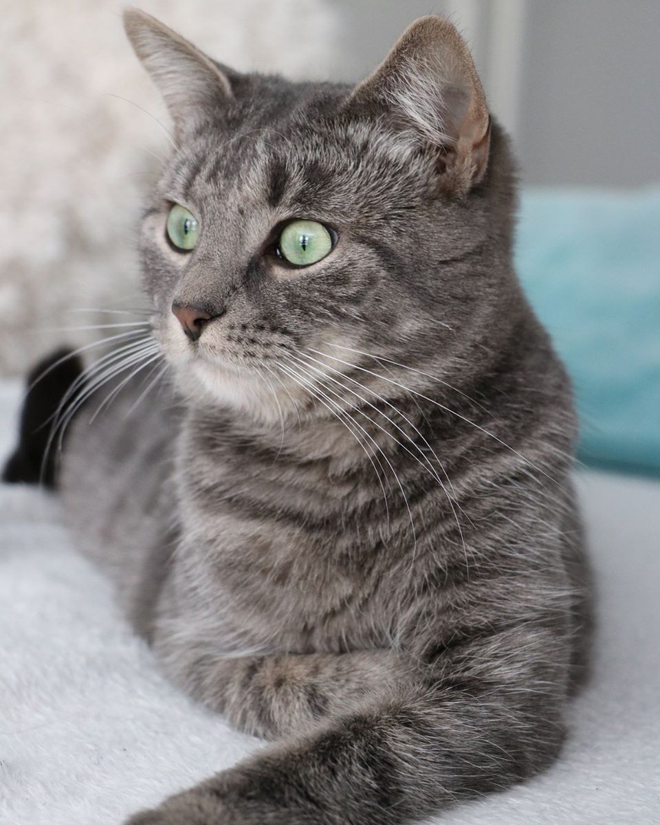 Cute, Beautiful, Fluffy and Funny Cats .. Show your Love to Cats…