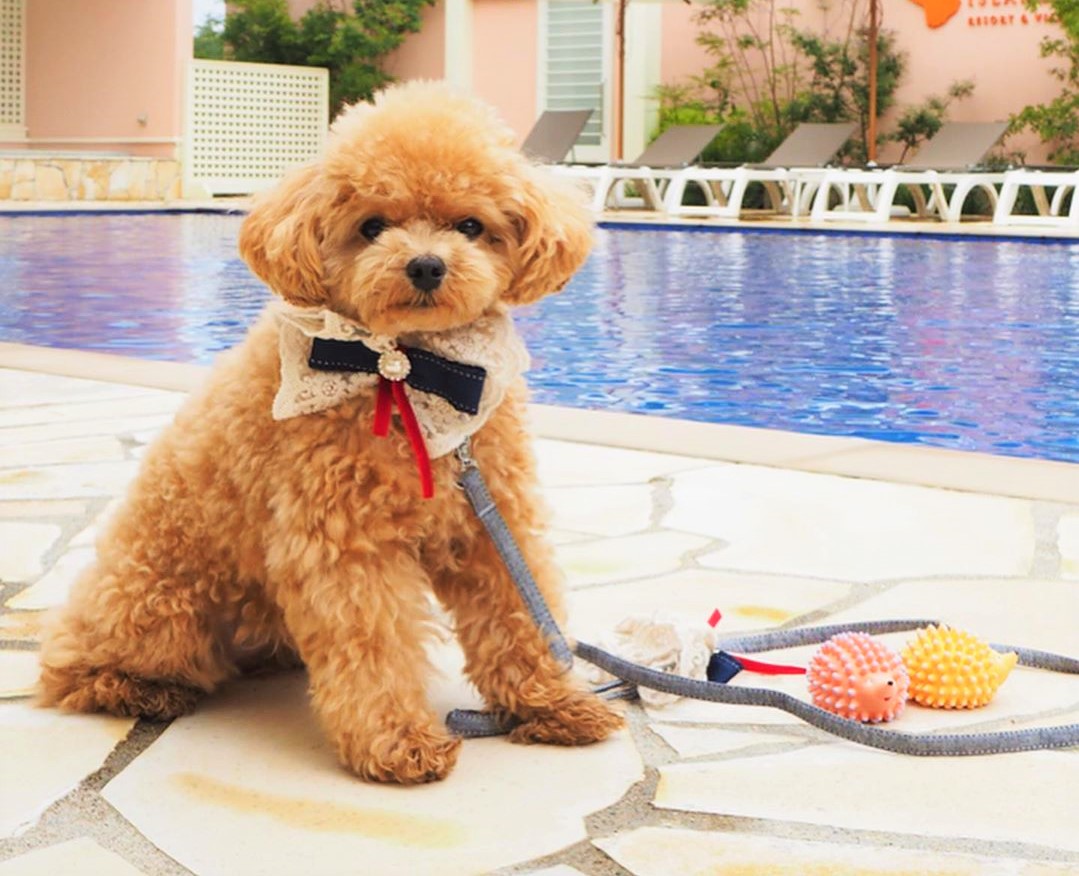 PoodledHQ's tweet photo. Is there anything cuter than a Poodle puppy? Probably not. But while they are a bundle of absolute gorgeousness, they can also be a complete handful very much like having a toddler. https://t.co/5WRYw3Z2Cn https://t.co/cOkhX3gQH0