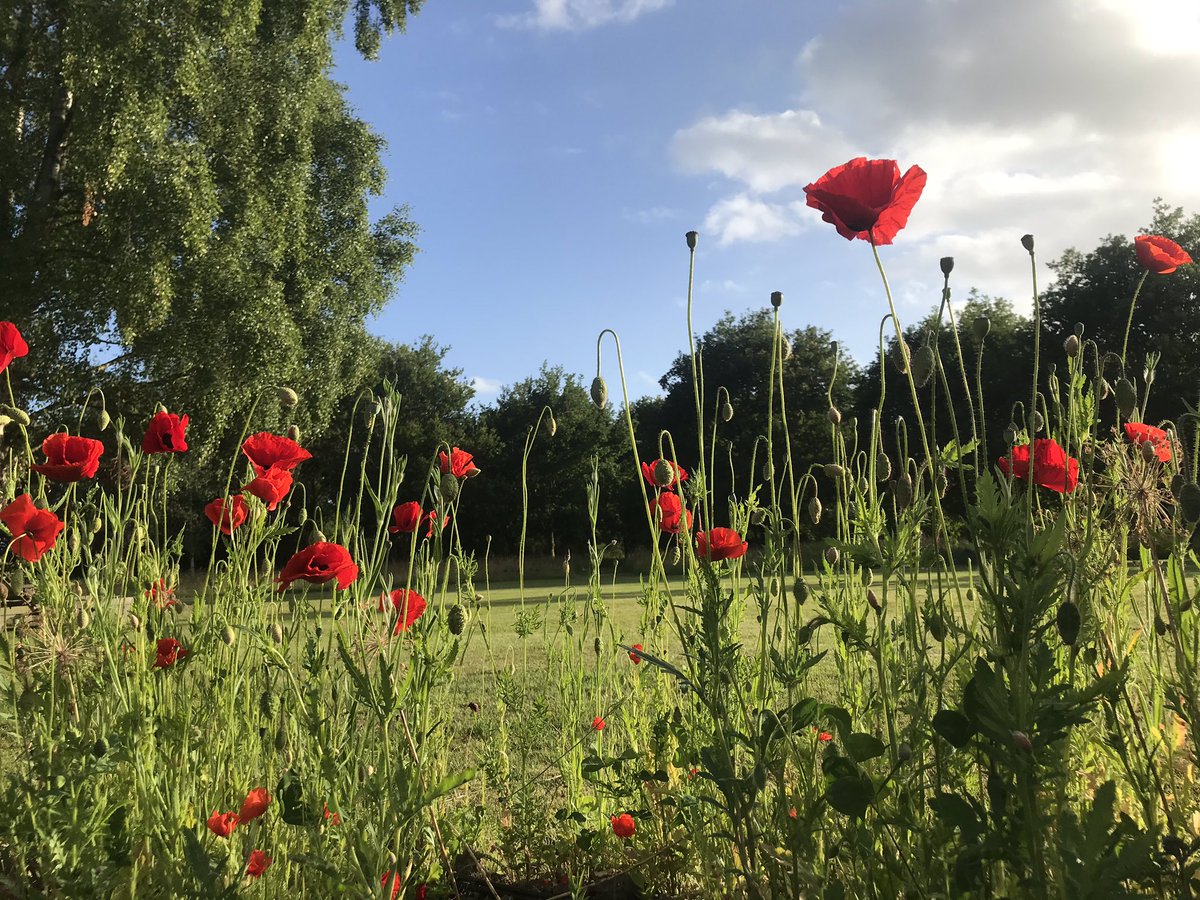 vablawrence's tweet photo. @MeadowManiaUK loving the #poppies in the #wildflowermeadow mix. 
Thank you https://t.co/wipSFMgXjE