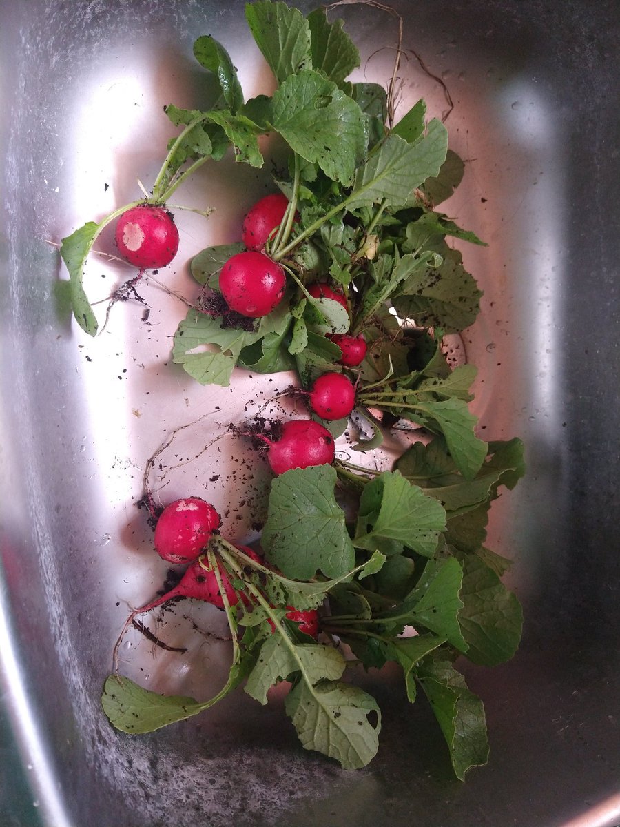 Sycopat's tweet photo. I have successfully grown radishes. https://t.co/2S1U9r6adr