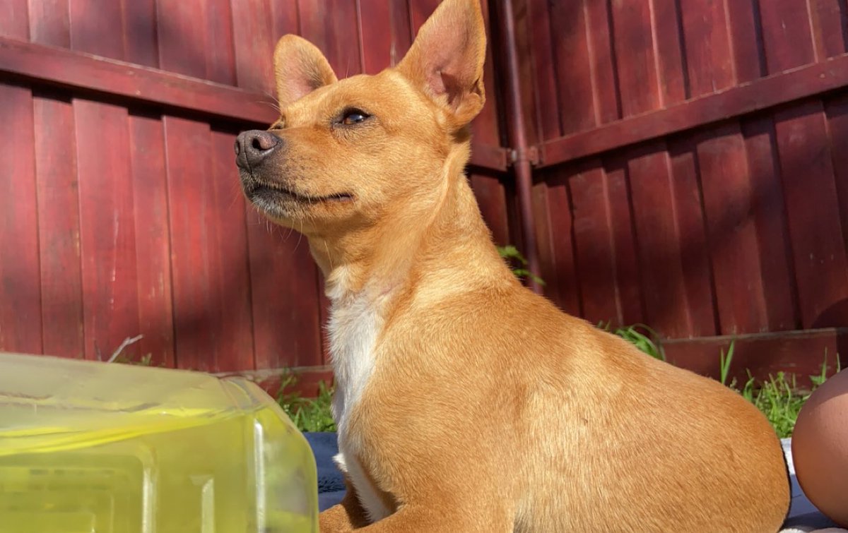 Giselleba_'s tweet photo. my boys got out this morning so if anyone has seen them pls lmk. they are wearing white little collars and last seen on naaman rd ‼️ https://t.co/uWbQD8FeeO