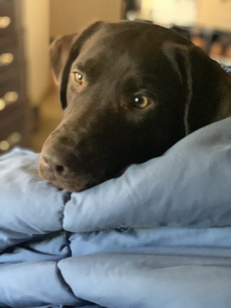 ljsaunders1106's tweet photo. A year ago today this beautiful creature joined our family. She has given us so much joy and love. She has stolen all our hearts. We love you, Ovi lol https://t.co/ij790LodHO