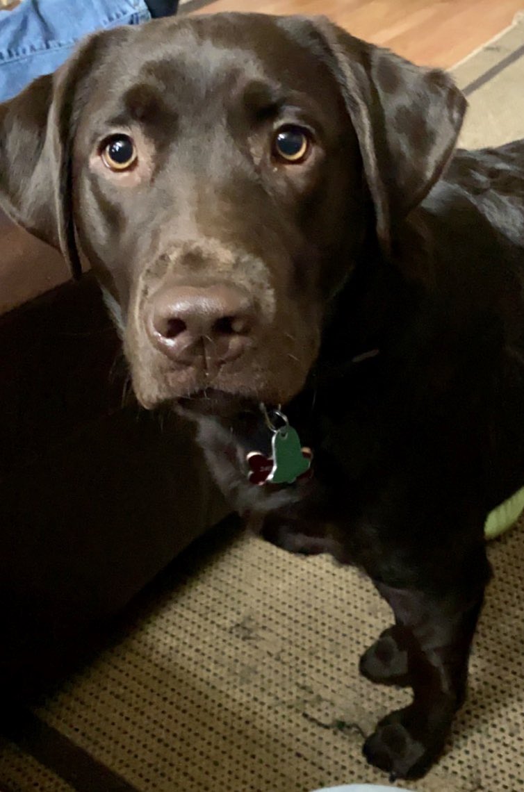 ljsaunders1106's tweet photo. A year ago today this beautiful creature joined our family. She has given us so much joy and love. She has stolen all our hearts. We love you, Ovi lol https://t.co/ij790LodHO