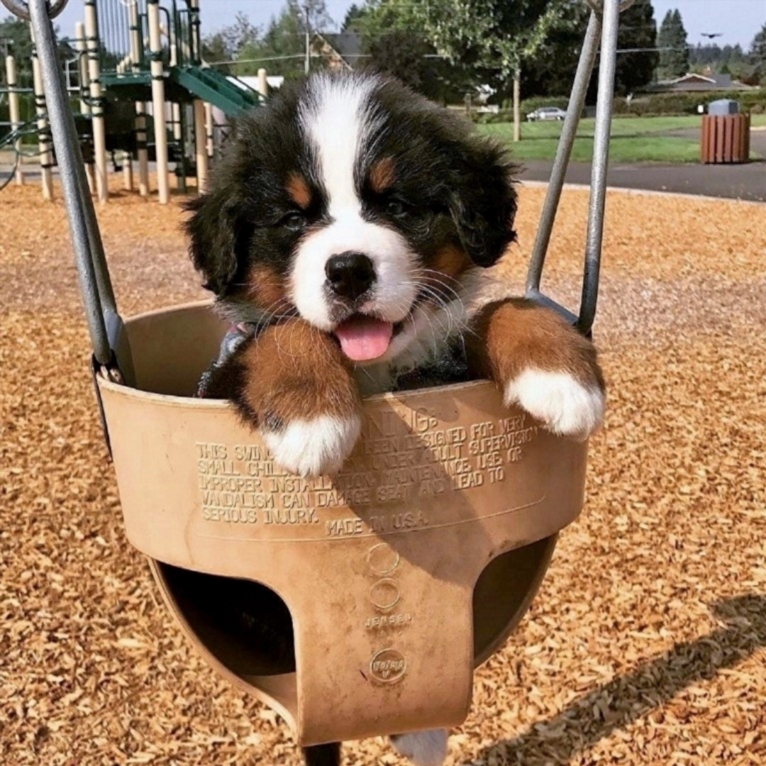 Show your Love to cute, small and adorable Puppies …