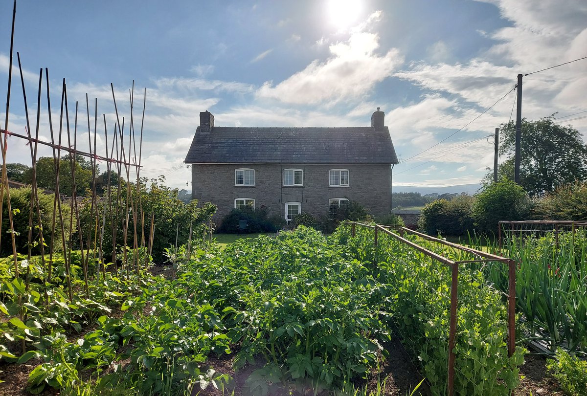 Two months on 💪 #VegPatch #Homegrown