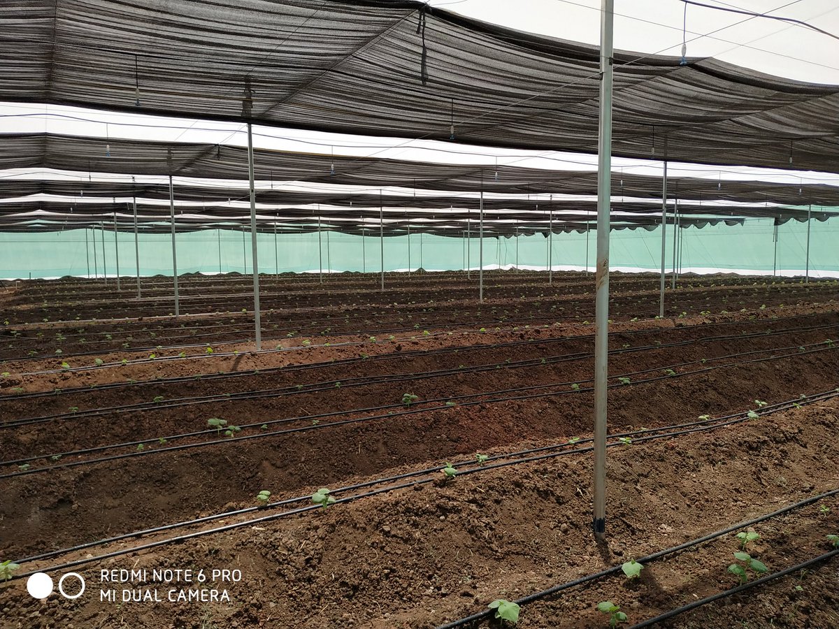 AgriInnovative's tweet photo. Betel leaf farming https://t.co/JtdXArT5Kr
