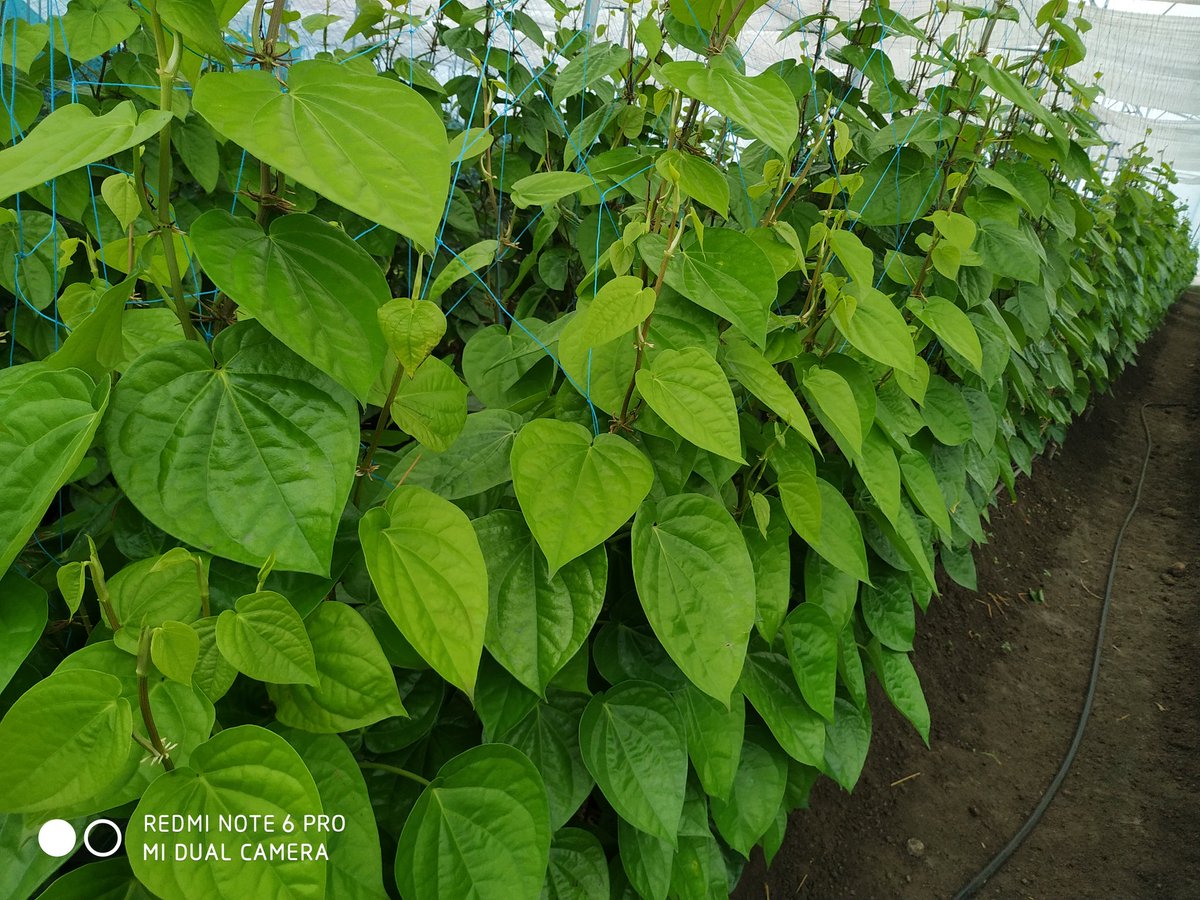 AgriInnovative's tweet photo. Betel leaf farming https://t.co/JtdXArT5Kr