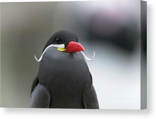rawshutterbug's tweet photo. Check out this new Inca Tern Canvas print that I uploaded to https://t.co/udUUshXH80
#incaturn #incaterns #incaternbird #incaternofinstagram #incaternfan https://t.co/oCZXOs30KJ https://t.co/Y8i4eRGpwL