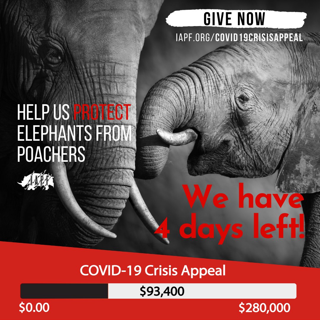 Thank you! Because of you, we are 1/3 of the way to our goal!

Can you help us reach our goal of $280,000 (by 30 June)  by donating and sharing?  

Donate now and help our rangers do what they love.

iapf.org/covid19crisisa…