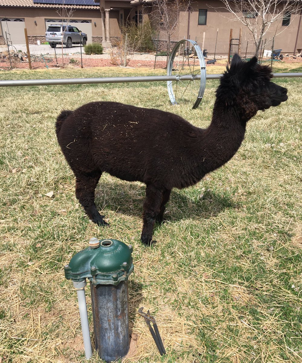 USGS_UT's tweet photo. #FunFridayFoto We all know who runs the show! This #alpaca supervises #groundwater measurement at well in eastern Utah. https://t.co/PnHeGEwey6