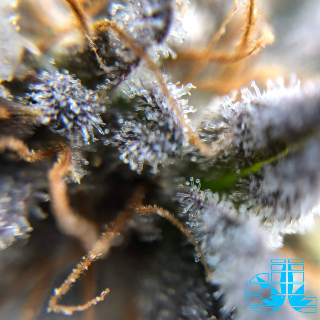 DreamleafFarms's tweet photo. Far Out https://t.co/RMk3IE2KMf