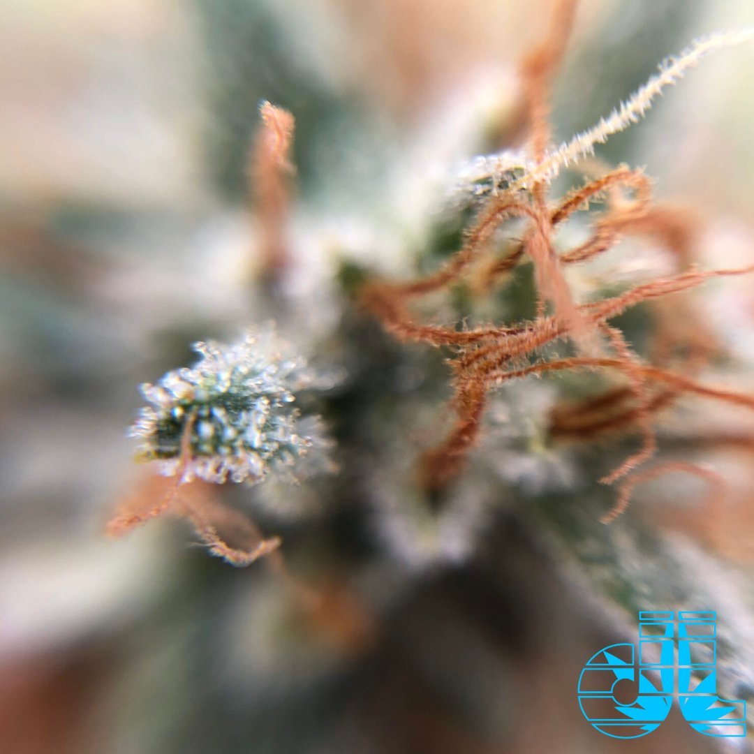 DreamleafFarms's tweet photo. Far Out https://t.co/RMk3IE2KMf