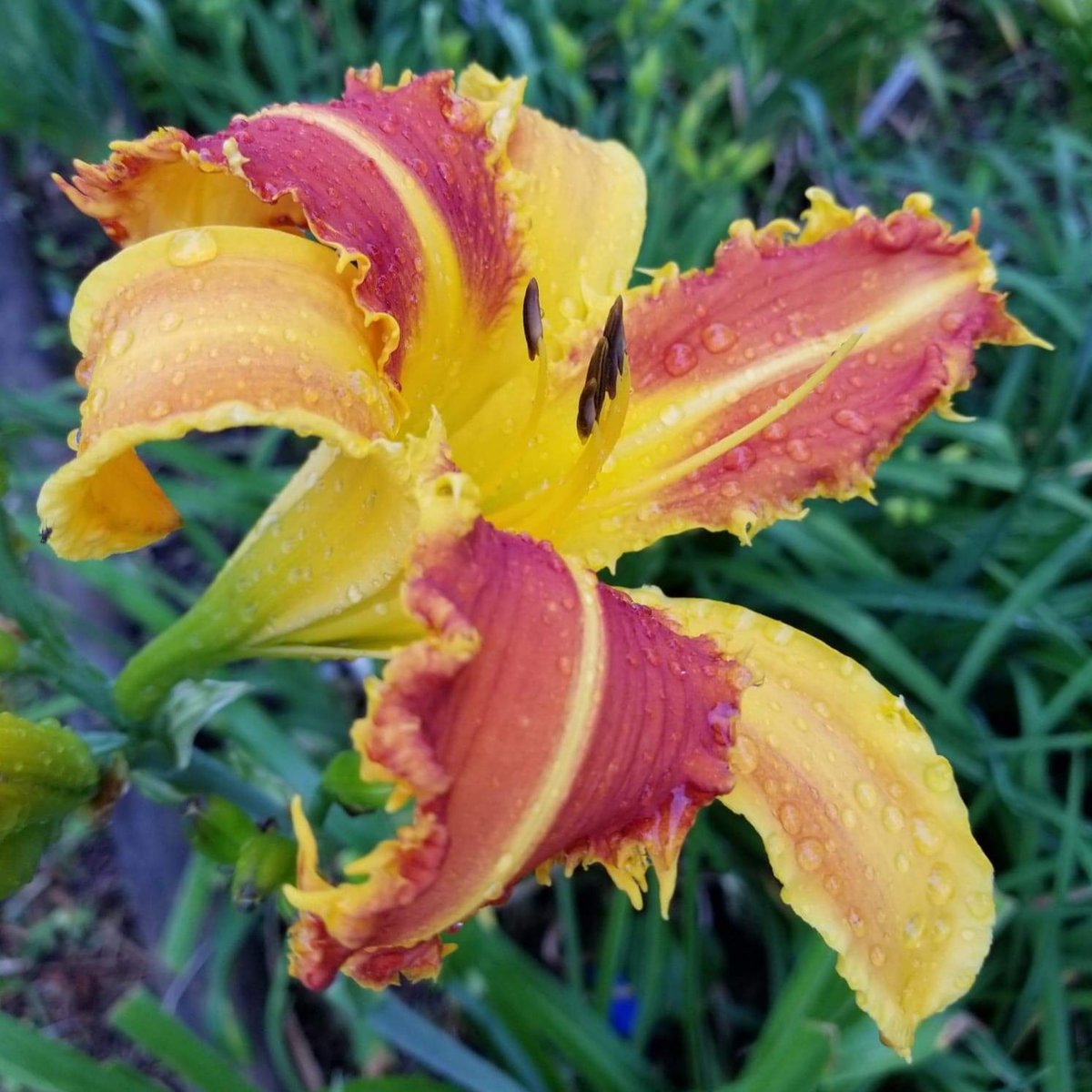 New seedling-Bass Gibson x Spacecoast Lunatic Fringe 🌞👍 #hybridizing #Flowers #daylily #daylilies #gardening