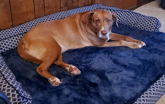 LawyersMutualKY's tweet photo. It is "It is National Take Your Dog to Work Day" and Lois is lucky enough to have her four-legged co-worker, Shelby hanging out with her today. Do you have an office-mate of the four-legged variety? Let's see their sweet faces! 

#LMICK #NationalTakeYourDogtoWorkDay https://t.co/Ki6d3dJ48u