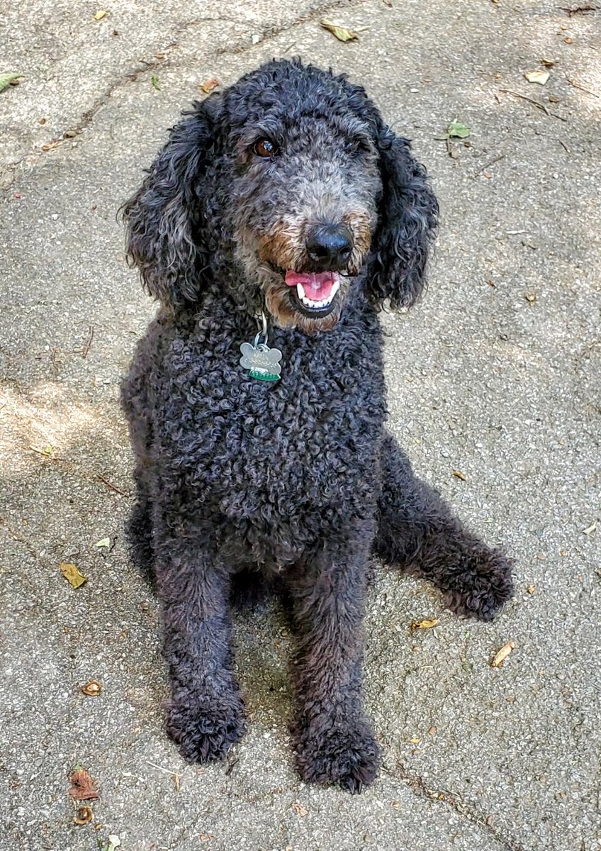 Have a Poodle-Doodle Weekend!!
Luv Aspen ❤️❤️ #rescue #AdoptDontShop
#BeKind #bekindalways