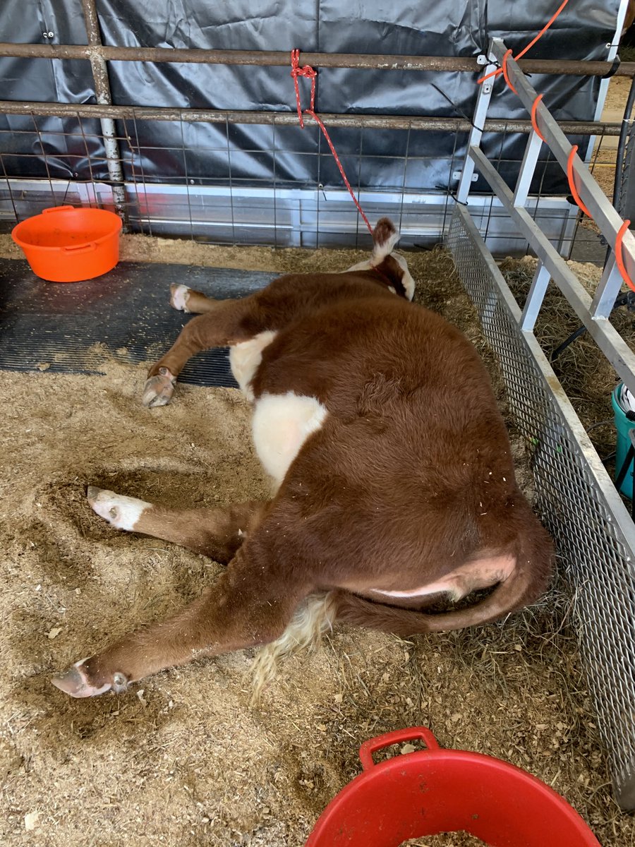 Mini Hereford JR nationals. Nap time.