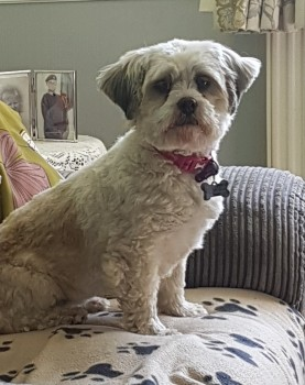 millypod1's tweet photo. LAYLA IS HOME. THANKS FOR RT's 🙂🐕🐾
#Lost #ScanMe #Tagged
Cream & Grey Lhasa Apso Female
#Brigsley North East #Lincolnshire #Lincs #DN37
SIGHTINGS PLZ **
https://t.co/INN8vBDiXp https://t.co/vUY4ozOEpo