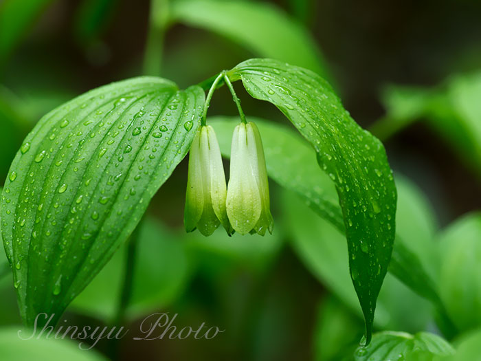 絆 All Japan Global Rt Shinsyu Photo アマドコロ 長野県白馬村 甘野老はキジカクシ科アマドコロ属の多年草で 春の若芽や秋の根茎は山菜として食用されています この名前は 根茎の形がヤマノイモ科のトコロ 野老 に似てい て甘みがある事からつけ